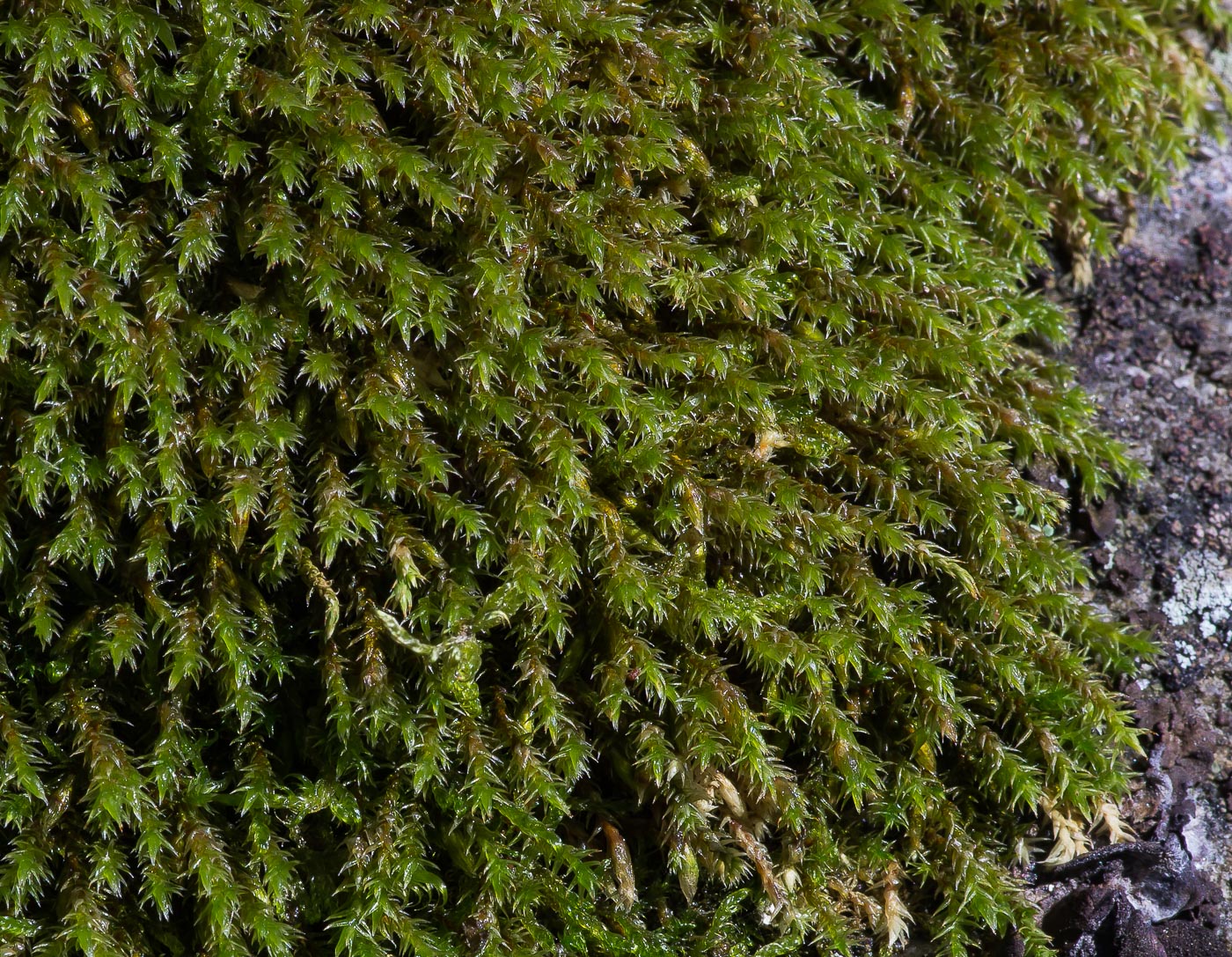 Изображение особи Hedwigia ciliata.