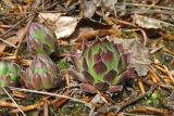 Sempervivum ruthenicum