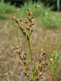 Juncus articulatus. Соцветие с цветками и завязавшимися плодами. Нидерланды, провинция Gelderland, община Bronkhorst, окр. дер. Zelhem, участок со снятым несколько лет назад верхним слоем почвы. 10 июля 2010 г.