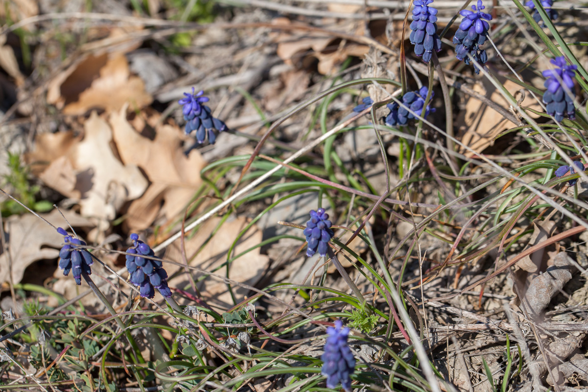 Изображение особи Muscari neglectum.