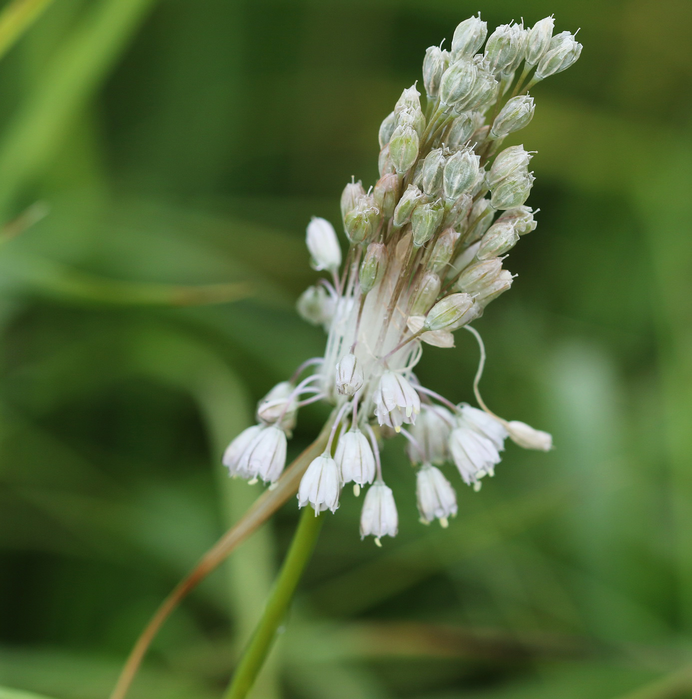 Изображение особи Allium paniculatum.