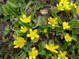 Ranunculus alajensis