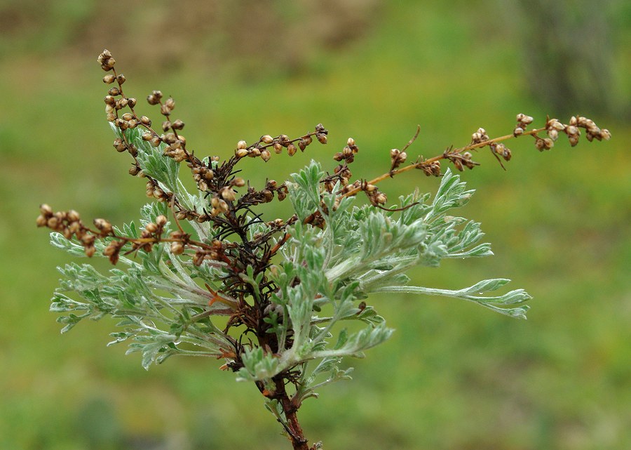 Изображение особи род Artemisia.