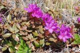 Rhododendron lapponicum