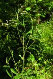 Epilobium parviflorum