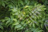 Sorbus sambucifolia