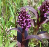 Dactylorhiza incarnata. Верхушка цветущего растения. Иркутская обл., Иркутский р-н, р. Иркут, о. Беляева, луг. 13.06.2020.