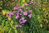 Symphyotrichum novae-angliae