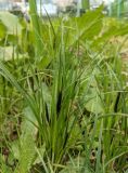 Carex acutiformis