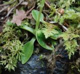 Goodyera repens