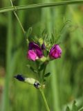 Vicia angustifolia. Цветки, бутоны и листья на верхушке побега. Беларусь, Витебская обл., пос. Езерище, дол. р. Оболь у плотины, нарушенный луг у берега. 23.06.2023.