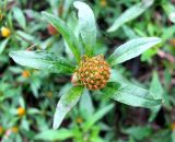 Bidens connata