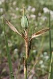 Iris halophila