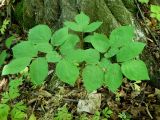 Paeonia oreogeton. Вегетирующее растение. Приморский край, Партизанский р-н, окр. г. Находка, п-ов Трудный, нижнее течение р. Литовка, падь Широкая, в липовом лесу с грабом на северном склоне. 09.06.2012.