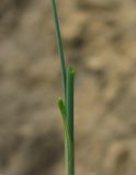 Allium paniculatum