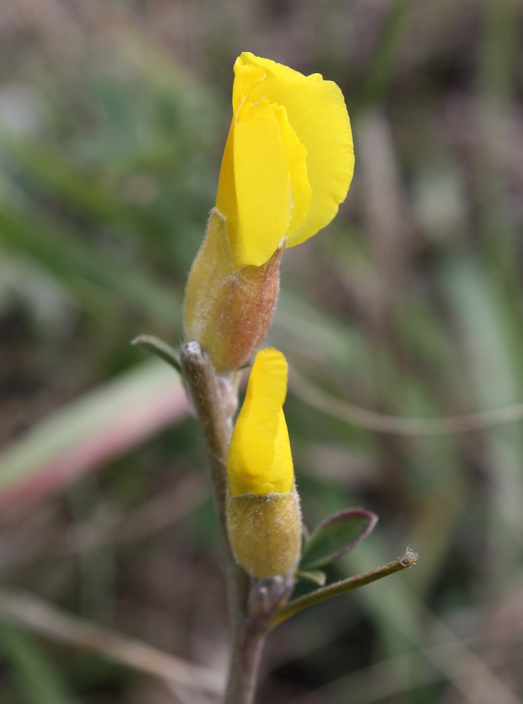 Изображение особи Chamaecytisus ruthenicus.