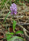 Orchis mascula. Цветущее растение. Нагорный Карабах, Мартакертский р-н, окр. с. Колатак. 09.05.2013.