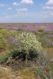 Ferula foetida