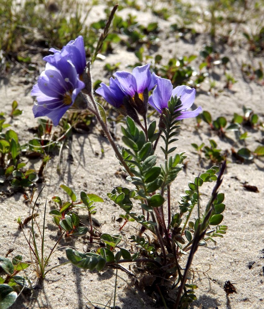 Изображение особи Polemonium boreale.