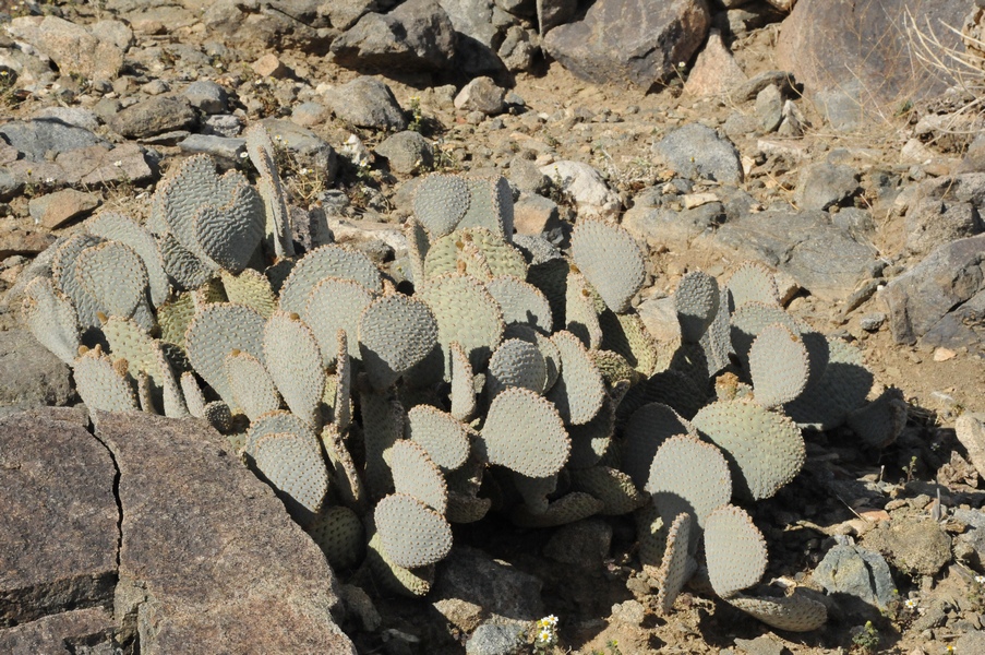 Изображение особи Opuntia basilaris.
