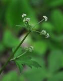 Sanicula europaea. Верхушка побега с соцветием. Нагорный Карабах, Мартунинский р-н, окр. дер. Ннги, опушка широколиственного леса. 07.05.2013.