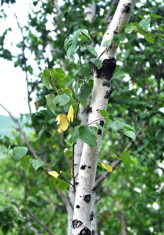 Изображение особи Betula platyphylla.