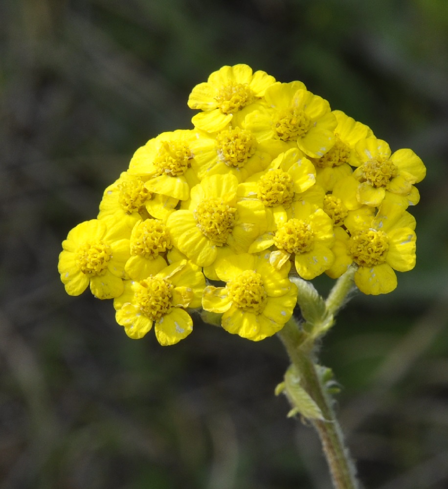 Изображение особи Achillea holosericea.