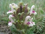 Pedicularis karatavica. Соцветие. Казахстан, Джамбулская обл., предгорья Таласского Алатау, р-н каньона Коксай, предгорная степь на мелкоземах, 1600 м н.у.м. 23 апреля 2013 г.