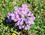 Primula nutans