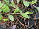 Draba sibirica