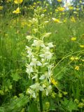 Platanthera chlorantha