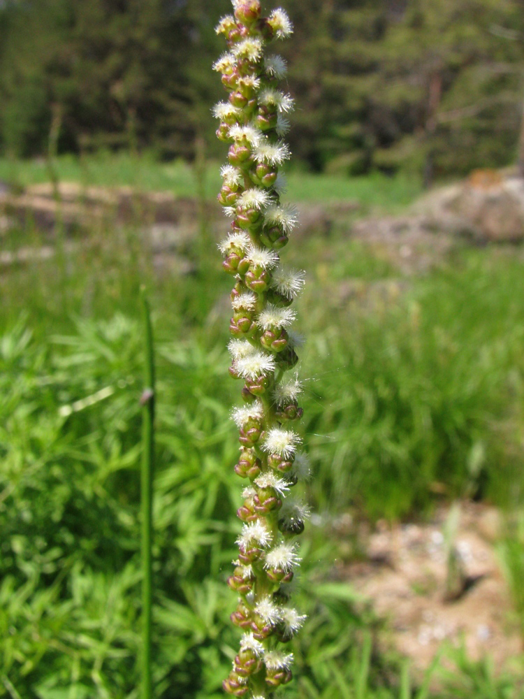 Image of Triglochin maritima specimen.