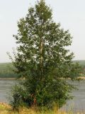 Populus suaveolens