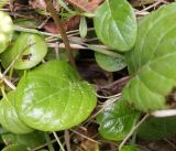 Pyrola rotundifolia. Прикорневые листья. Кыргызстан, Нарынская обл., левый берег р. Нарын, долина руч. Кутонгоч. 23.06.2015.