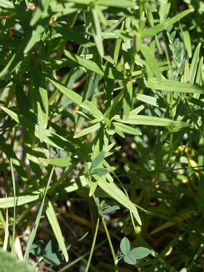 Изображение особи Galium turkestanicum.