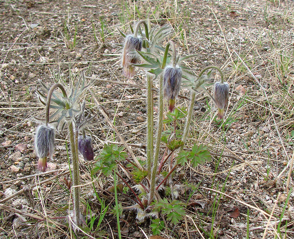 Изображение особи Pulsatilla ajanensis.