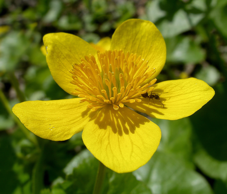 Image of Caltha silvestris specimen.