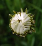 Leucanthemum vulgare. Расцветающее соцветие-корзинка. Московская обл., окр. Электрогорска, урочище Белый мох, поляна у дороги местного значения. 04.06.2016.