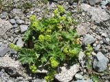 Alchemilla sibirica