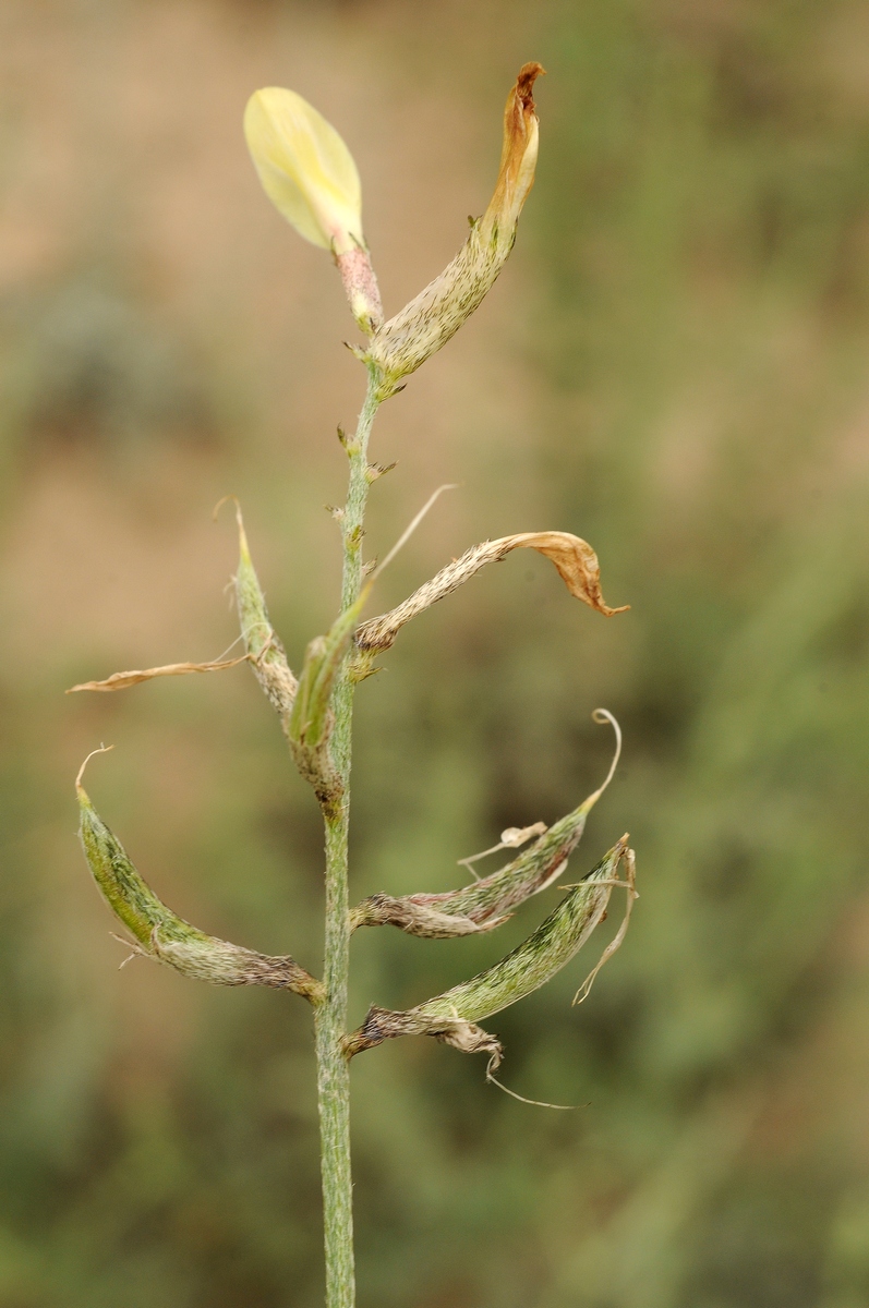 Изображение особи Astragalus bossuensis.