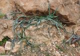 Cissus hamaderohensis. Вегетирующее растение. Сокотра, плато Хомхи, каменистый склон. 29.12.2013.