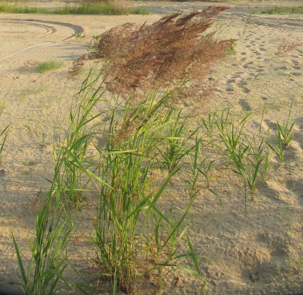 Изображение особи род Calamagrostis.