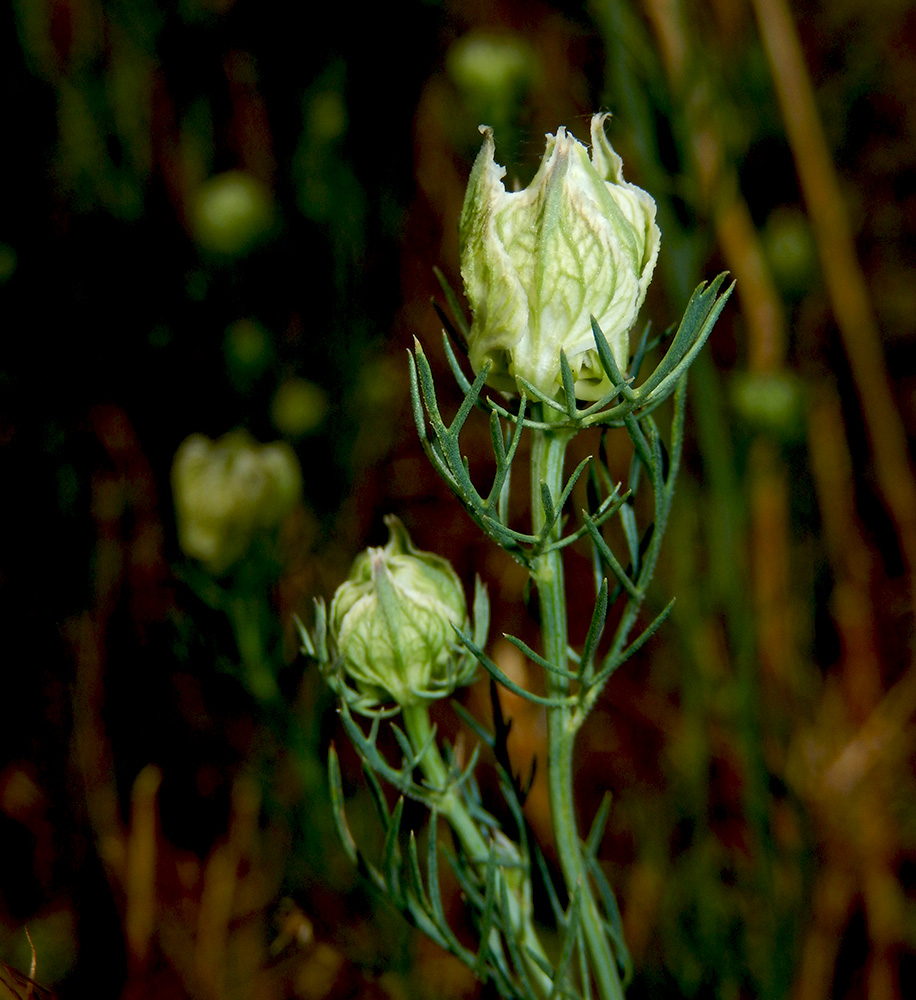 Изображение особи Nigella arvensis.