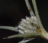 Eryngium glomeratum