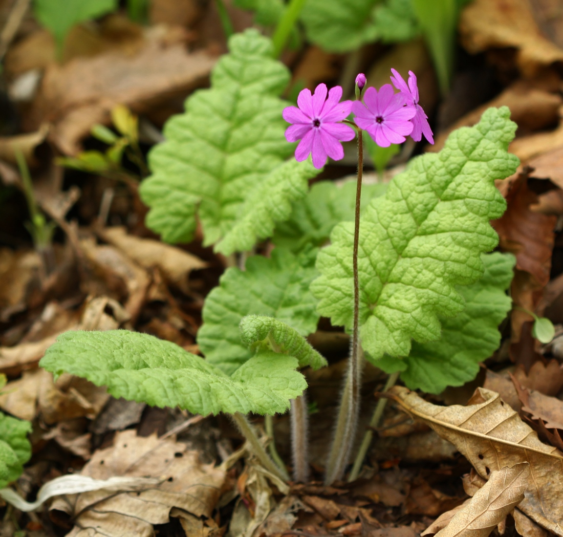 Изображение особи Primula patens.