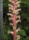 Orobanche hederae