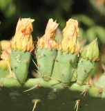 Opuntia discata. Отцветшие цветки и бутон. Южный берег Крыма, Никитский ботанический сад, в культуре. 22 июня 2016 г.