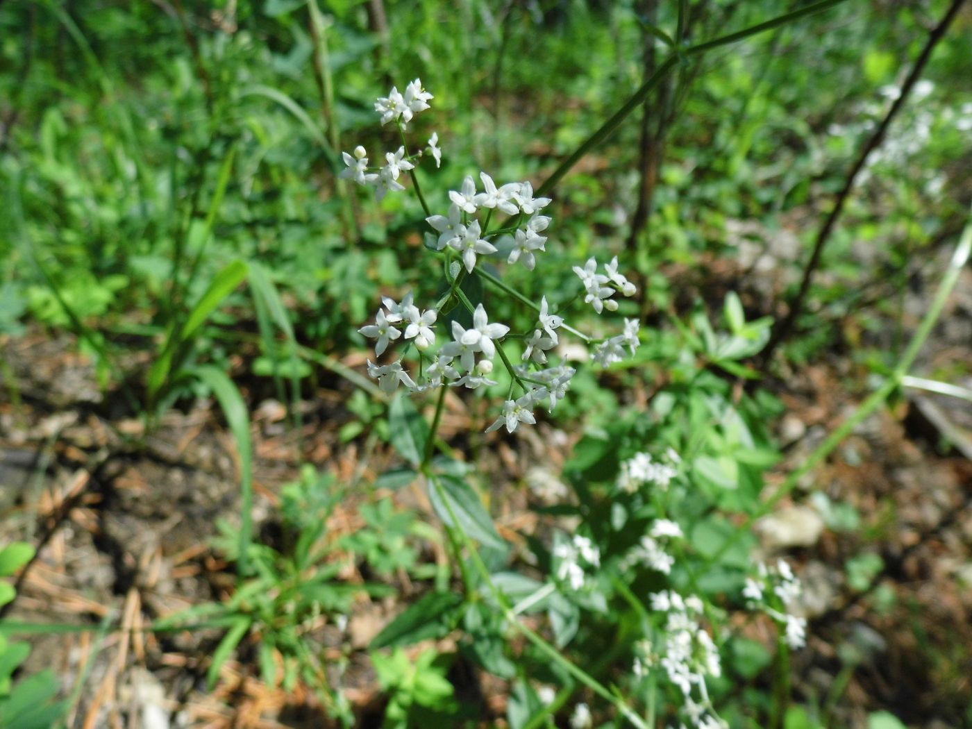 Изображение особи Galium boreale.