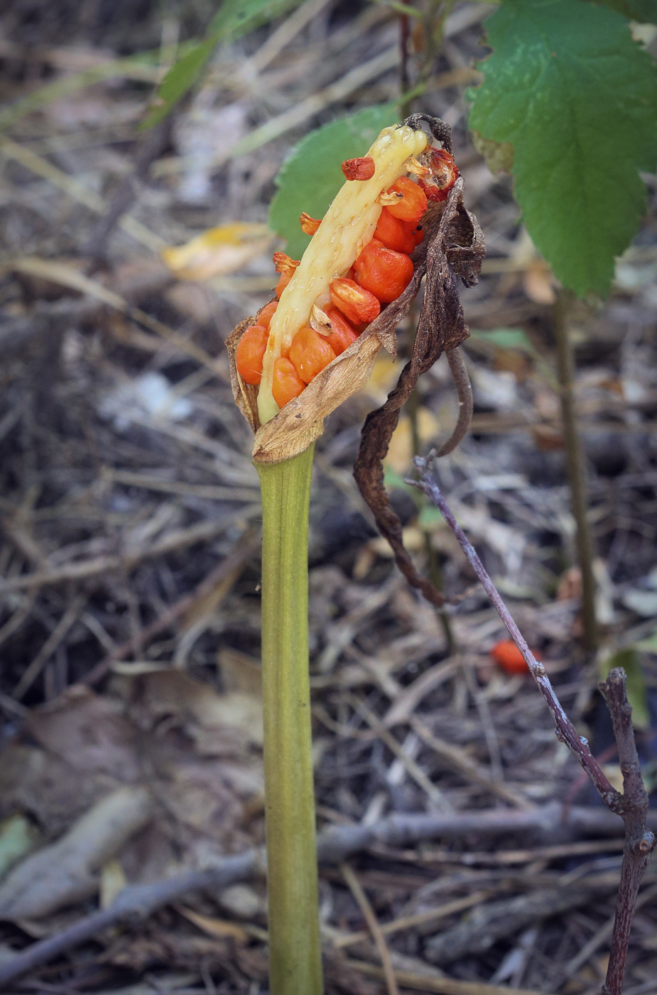 Изображение особи Arum elongatum.