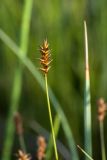 Carex dioica. Верхушка побега с соплодием. Мурманская обл., Кольский р-н, окр. пос. Дальние Зеленцы, окр. Столбового озера, пушицево-кустарничковое болото, берег ручья. 02.08.2017.